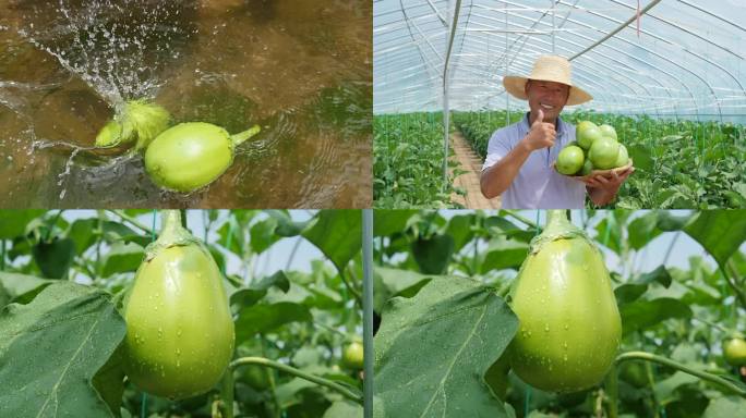 茄子种植基地