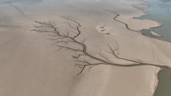 航拍鄱阳湖枯水生命之树大地之树大自然奇观