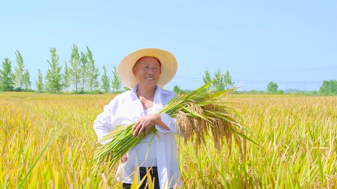 水稻丰收