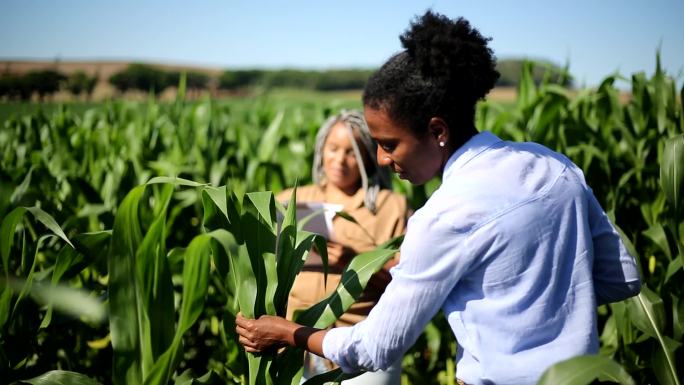 两个黑人女农学家在玉米地里
