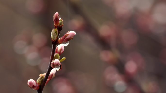 萌芽 春雨 发芽