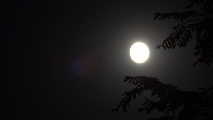 夜幕降临傍晚树影月亮风景4k视频素材多组