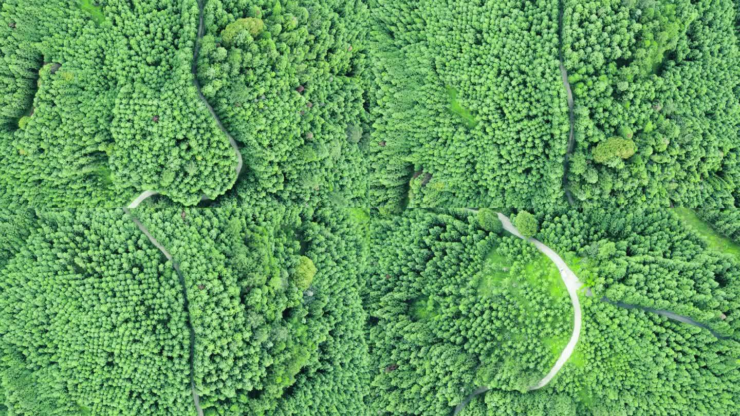绿美大自然森林公路航拍