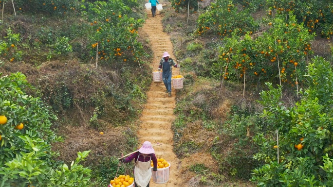 挑橙子下山的农民4K