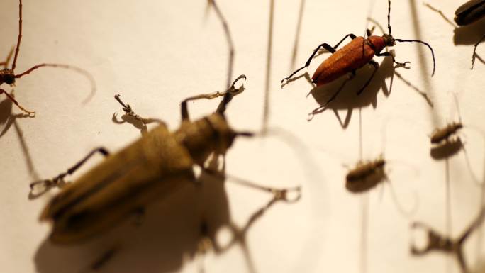 昆虫标本甲虫