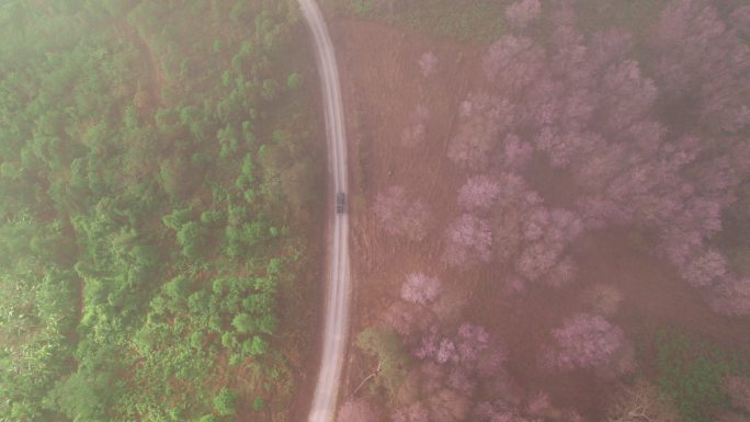 鸟瞰公路上的汽车，美丽的泰国樱花（樱花）在清晨的薄雾中在山上绽放，导致泰国洛伊府的粉红色山