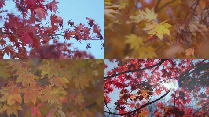枫叶深秋唯美红色枫叶干枯树叶树木