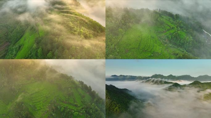 皖南 山峰 茶园 日出 云海