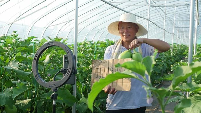 茄子大棚种植