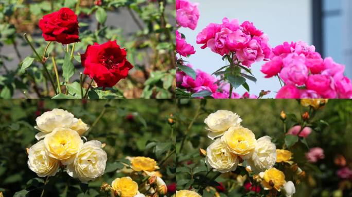 实拍五颜六色玫瑰花