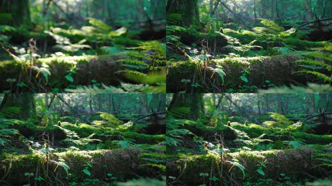 4k原始森林大自然青苔唯美空镜头绿色环保