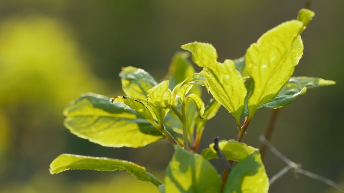 山野菜 刺五加 中药材