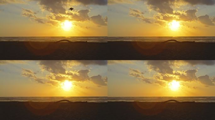 意大利撒丁岛，一只鸟在海滩上飞行的慢镜头。