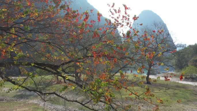 桂林漓江边小岛上的红枫树叶子红了