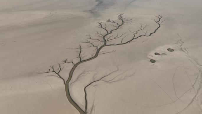 航拍鄱阳湖枯水生命之树大地之树大自然奇观