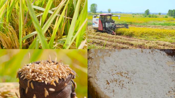 水稻收割