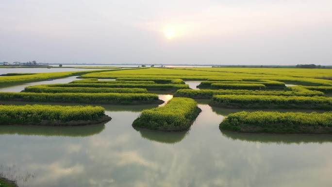 高邮湖上花海