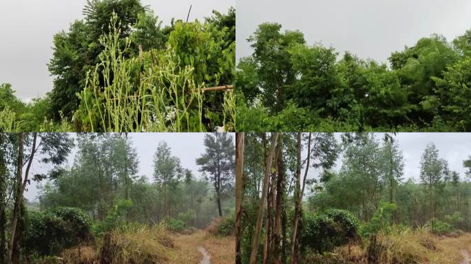 暴风大树随风摇摆风吹雨打森林暴雨树林暴雨