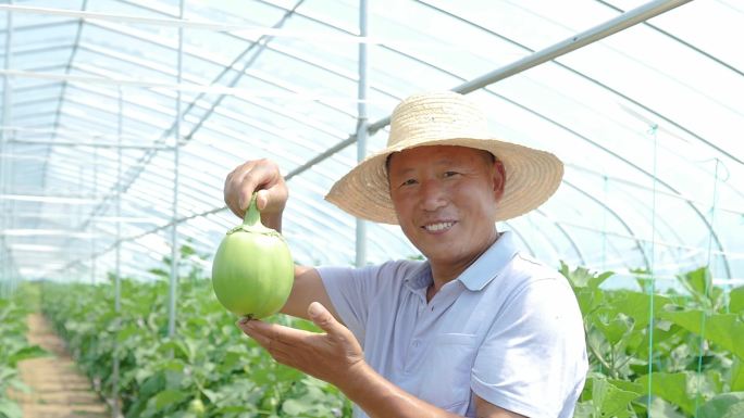 茄子种植基地