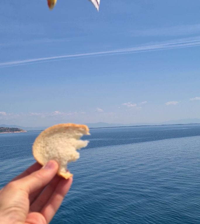 在海上喂海鸥野生竖屏竖拍觅食