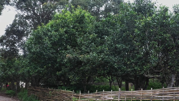 【原创】贺开茶王航拍