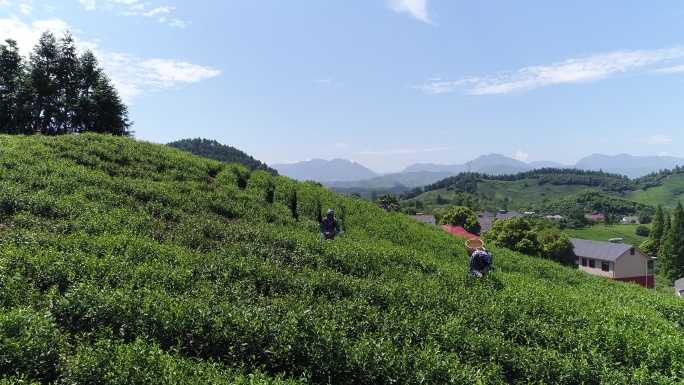 茶山采茶女采茶