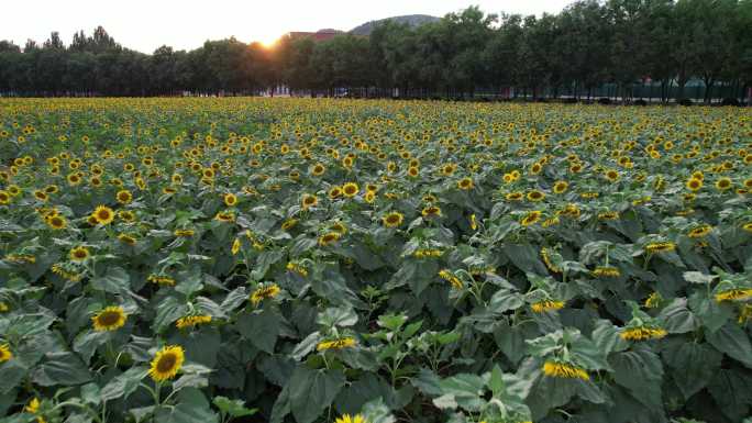航拍向日葵日落 校园 花海