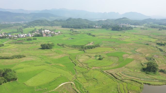 秋天阳光下桂林龙水洼地梯田金黄色的稻子