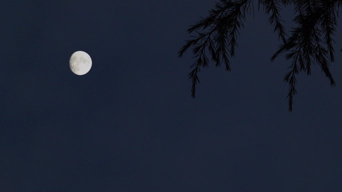 夜幕降临傍晚树影月亮风景4k视频素材