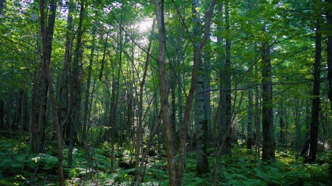 4k逆光原始森林大自然青苔唯美空镜头