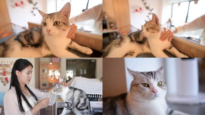 4K宠物猫合集3个视频