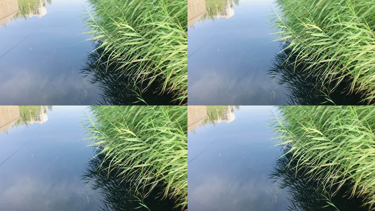 池塘 水草 芦苇丛