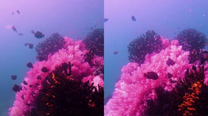壮丽的软珊瑚花园和gorgonia ventalina的水下海景，位于热带水域，有一群幼鱼
