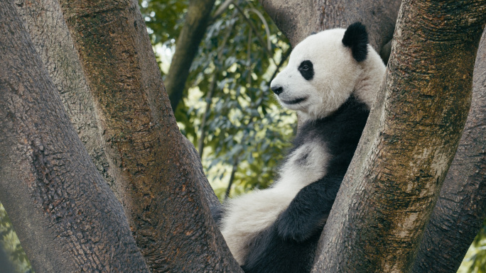 熊猫 大熊猫 国宝 熊猫基地 保护动物