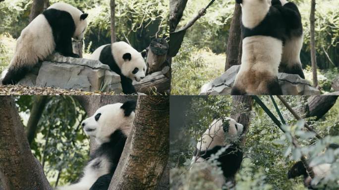 熊猫 大熊猫 国宝 熊猫基地 保护动物