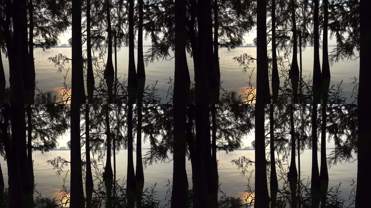 逆光的树木间隙，夕阳映照的湖水波光粼粼