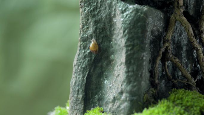 蜗牛 蜗牛爬行 往上爬 积极向上 寓意