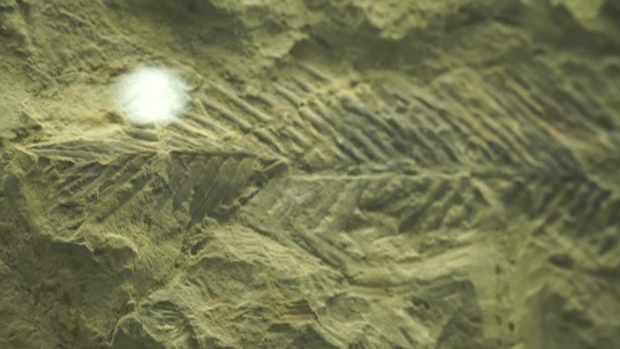大自然植物标本装饰化石