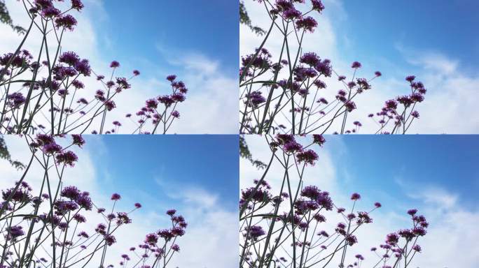 蓝天白云下的鲜花