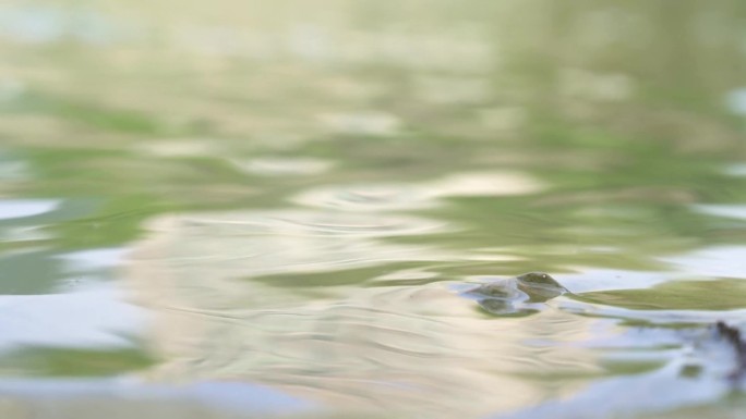 溪水 小河流水 山泉水