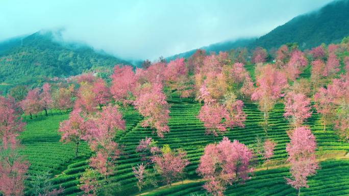 大理南涧 无量山樱花谷 航拍