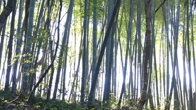 竹林毛竹阳光毛竹山实拍原素材