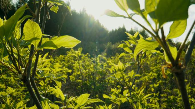 山野菜 刺五加 中药材