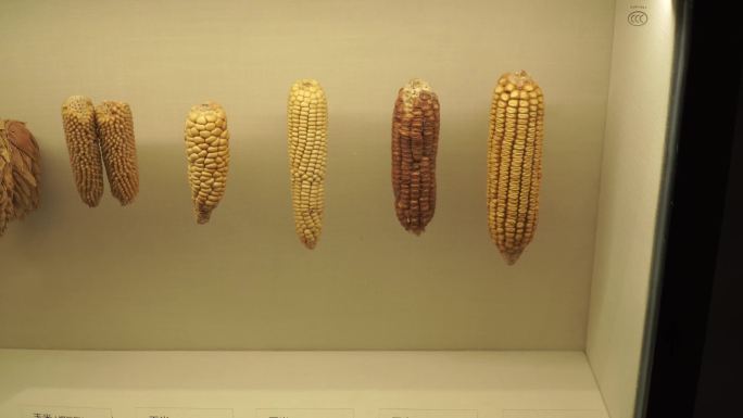 多种玉米玉蜀黍粗粮标本