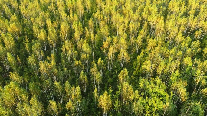 航拍金秋茂密白桦林