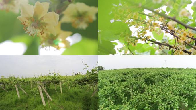 猕猴桃基地开花发芽小蜜蜂花丛中