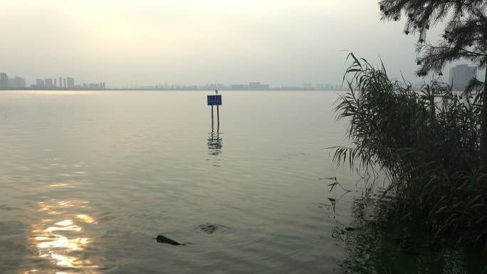 苏州独墅湖，在湖中警示牌上休息的白鹭