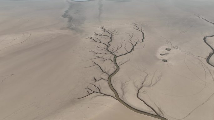 航拍鄱阳湖枯水生命之树大地之树大自然奇观