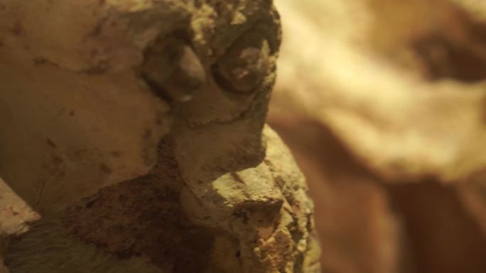 动物头骨牙齿化石远古生物