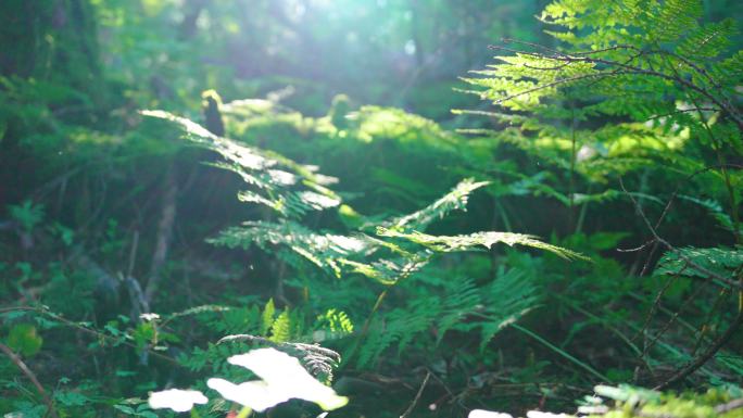 4k原始森林大自然青苔唯美空镜头绿色环保